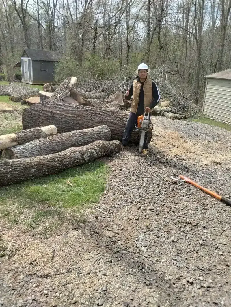 Person on a small chainsaw by cut logs in a wooded yard, with a gravel drive and shed nearby