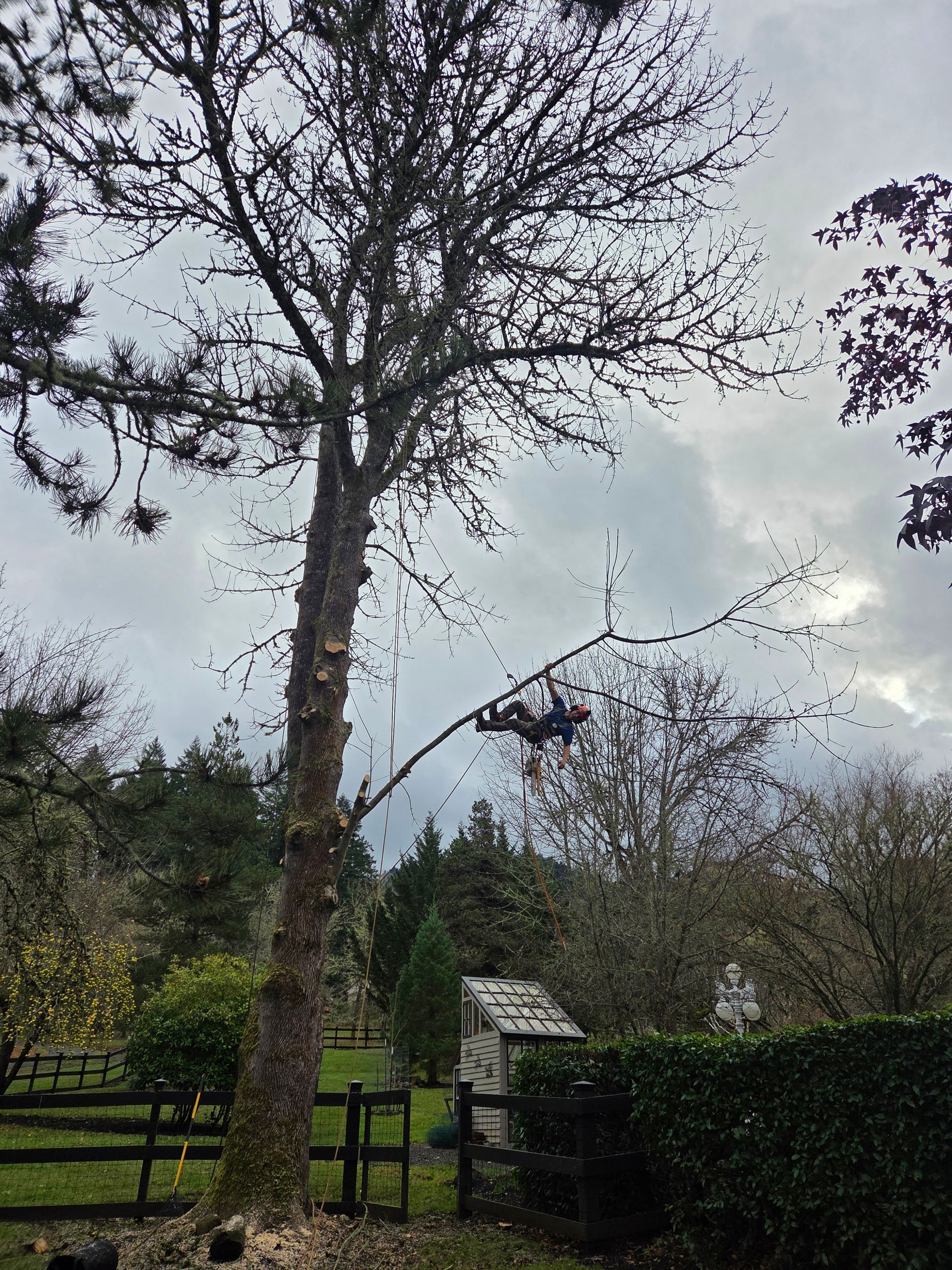 A person in a harness works high up in a tall, bare tree, cutting branches with a chainsaw in a grassy yard.