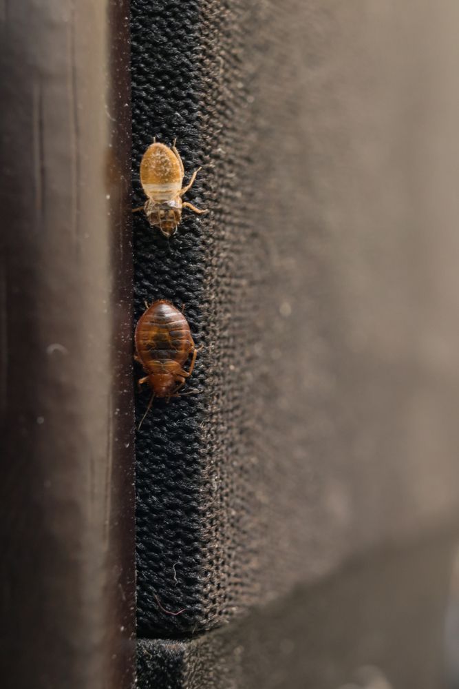 Two Bed Bugs Are Sitting On A Piece Of Furniture — ASAP Pest Control in Elanora, QLD