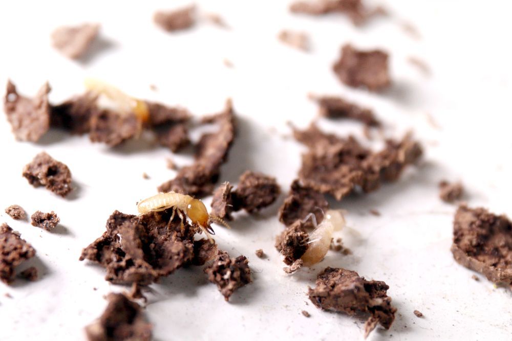 A Close Up Of A Pile Of Chocolate Chips On A White Surface — ASAP Pest Control In Scenic Rim, QLD