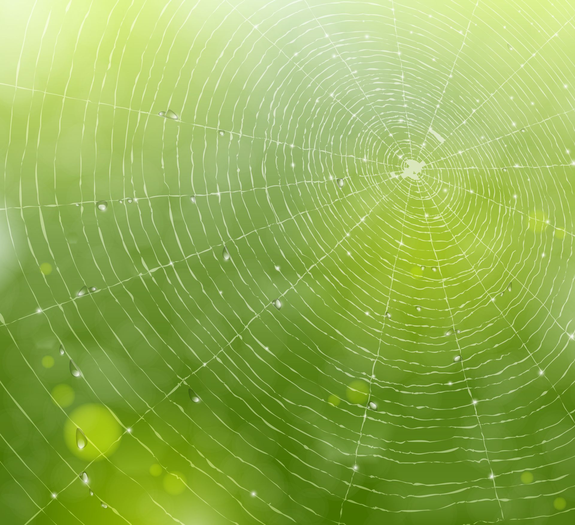 A Close Up Of A Spider Web On A Green — ASAP Pest Control in Elanora, QLD