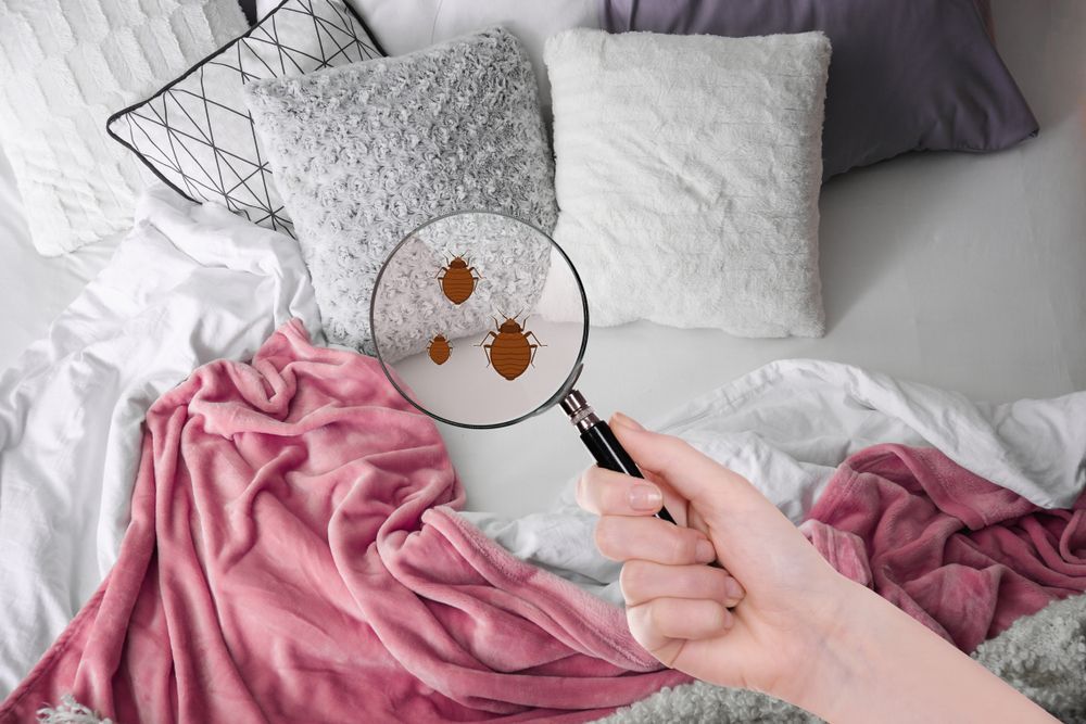 A Person Is Holding A Magnifying Glass Over A Bed — ASAP Pest Control in Goodna, QLD