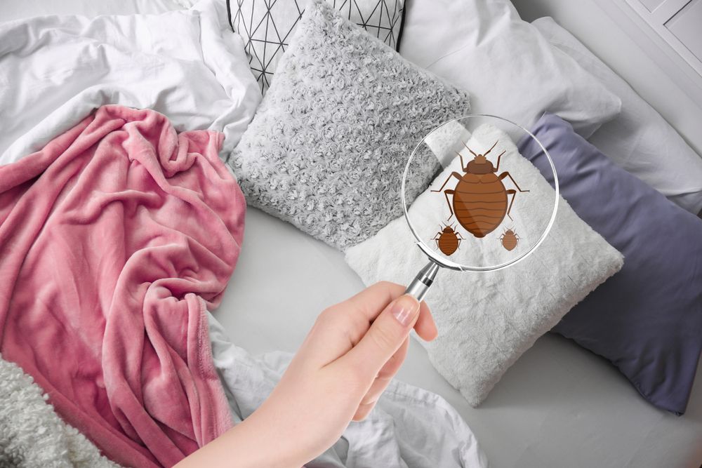A Person Is Holding A Magnifying Glass Over A Bed Bug On A Pillow — ASAP Pest Control in Boonah, QLD