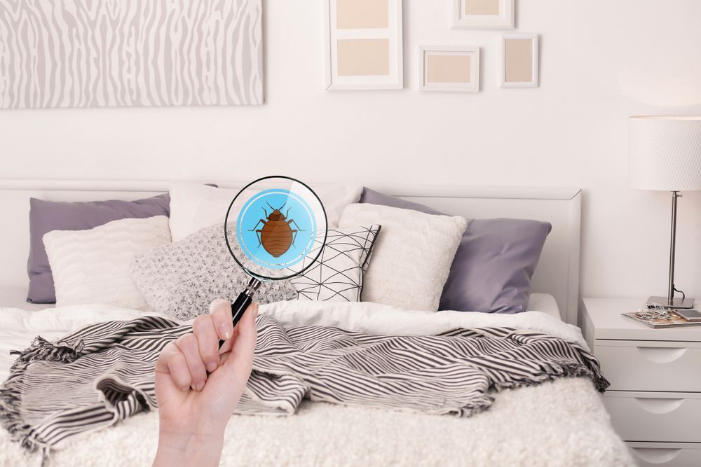 A Person Is Holding A Magnifying Glass Over A Bed — ASAP Pest Control in Gold Coast, QLD