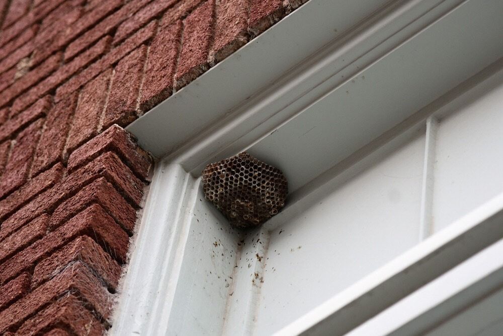 A Wasp Nest Is Sitting On The Side Of A Brick Building — ASAP Pest Control in Tamborine, QLD