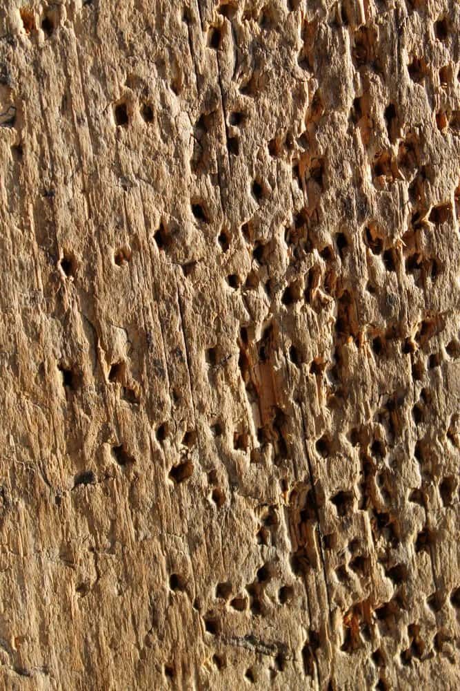 A Close Up Of A Piece Of Wood With Holes In It — ASAP Pest Control in Scenic Rim, QLD