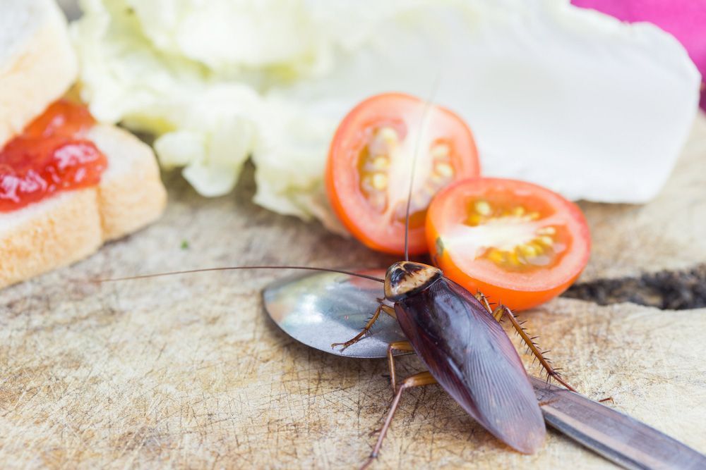 A Cockroach Is Sitting On A Spoon On A Cutting Board — ASAP Pest Control In Gold Coast, QLD