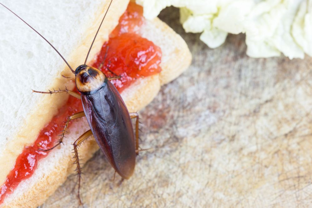 A Cockroach Is Sitting On A Sandwich With Jam On It — ASAP Pest Control in Tamborine, QLD
