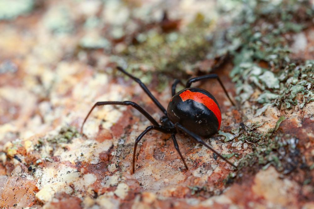 A Black And Red Spider Is Sitting On A Rock — ASAP Pest Control in Burleigh Waters, QLD