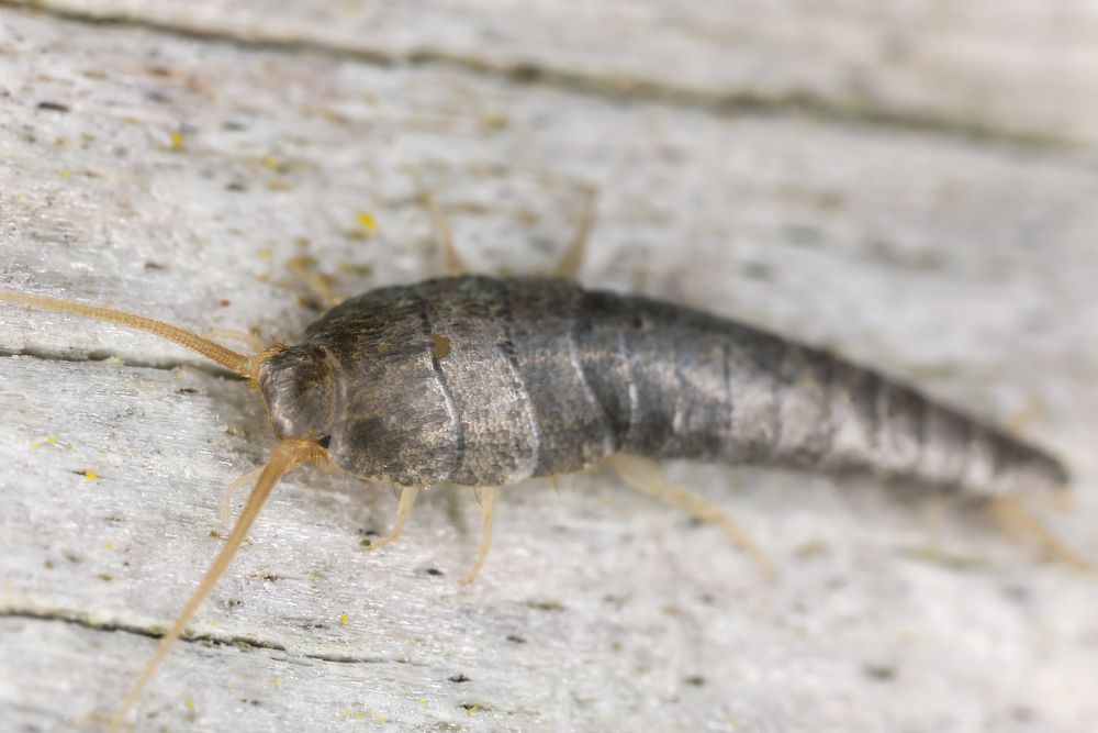 A Silverfish Is Crawling On A Piece Of Wood — ASAP Pest Control in Kuraby, QLD