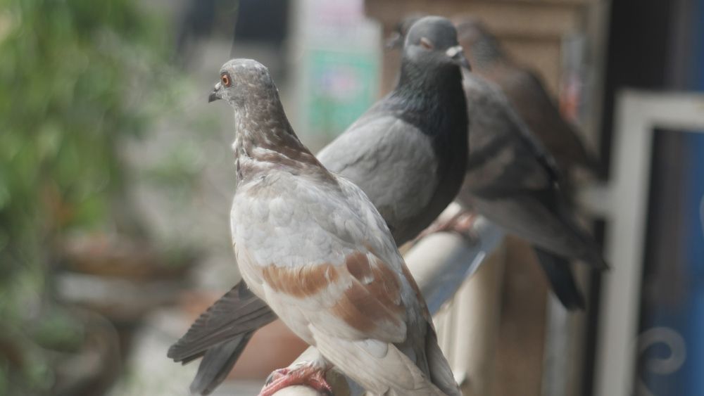 A Couple Of Pigeons Sitting On Top Of A Person's Hand — ASAP Pest Control in Brisbane South, QLD