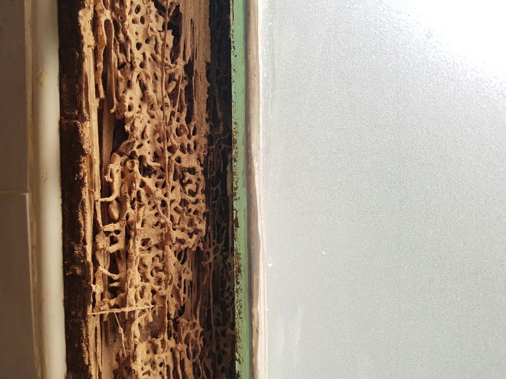 A Close Up Of Termites Eating A Piece Of Wood On A Wall — ASAP Pest Control in Pimpama, QLD