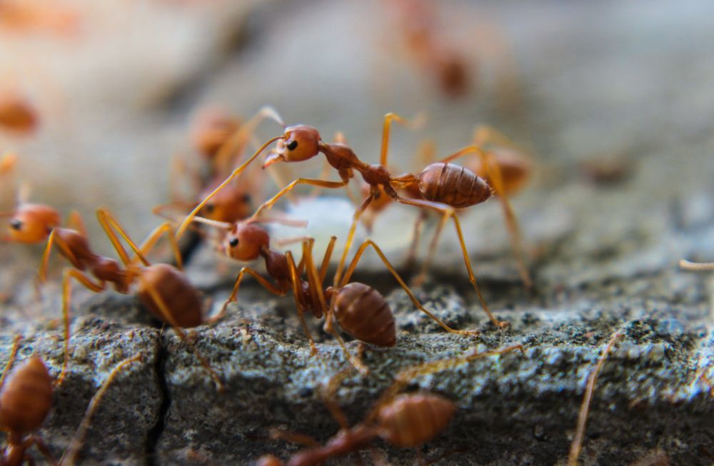 A Close Up Of A Group Of Red Ants On A Rock — ASAP Pest Control in Coombabah, QLD