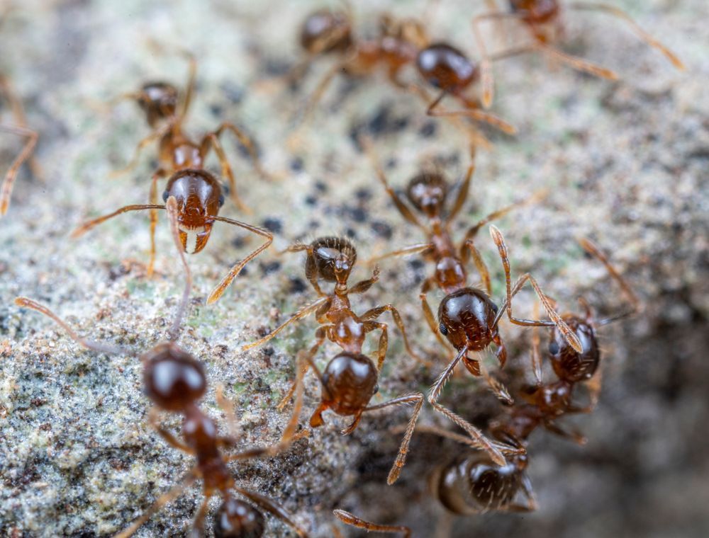 A Close Up Of A Group Of Ants On A Rock — ASAP Pest Control in Elanora, QLD