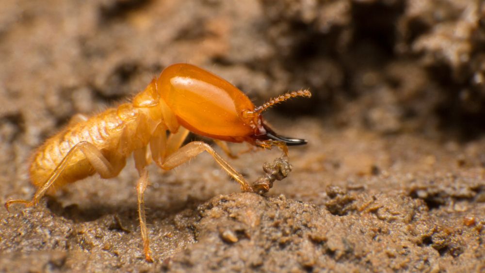 A Termite Is Crawling On A Pile Of Dirt — ASAP Pest Control in Maudsland, QLD