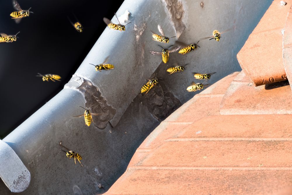 A Group Of Wasps Are Flying Over A Gutter On A Roof — ASAP Pest Control in Mermaid Waters, QLD