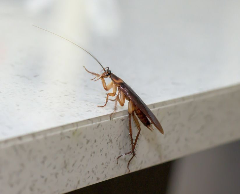 A Cockroach Is Sitting On The Edge Of A Counter — ASAP Pest Control in Elanora, QLD