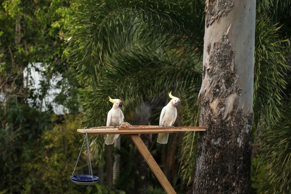 Two Cockatoos Are Perched On A Wooden Perch Next To A Tree — ASAP Pest Control in Elanora, QLD