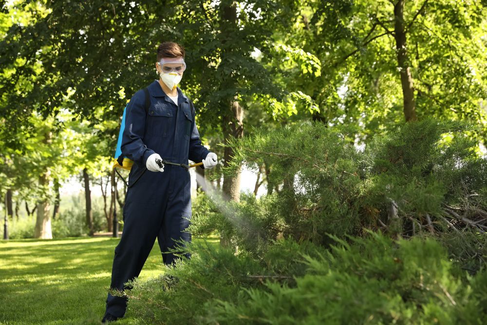 A Man Is Spraying Trees In A Park With A Sprayer  — ASAP Pest Control in Bundall, QLD