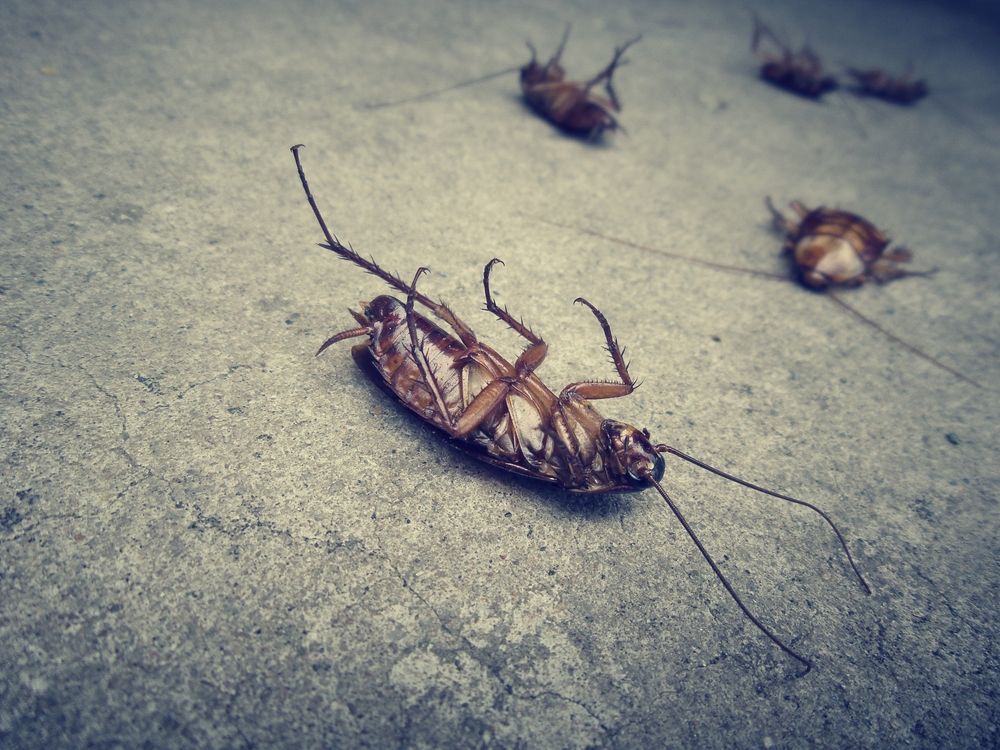 A Cockroach Is Laying On Its Back On The Floor — ASAP Pest Control in Loganlea, QLD