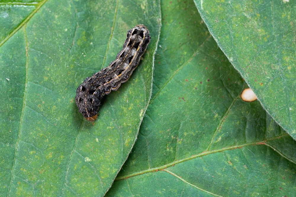 A Close Up Of A Caterpillar On A Green Leaf — ASAP Pest Control in Boonah, QLD