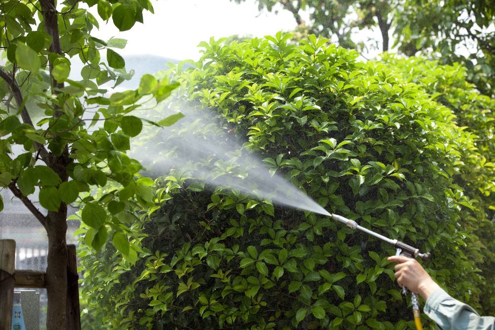 A Person Is Spraying A Tree With A Hose A Cockroach Is Laying On Its Back On The Floor — ASAP Pest Control in Loganlea, QLD