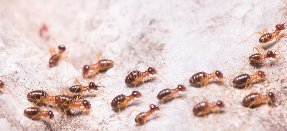 A Group Of Termites Are Crawling On A White Surface — ASAP Pest Control in Elanora, QLD