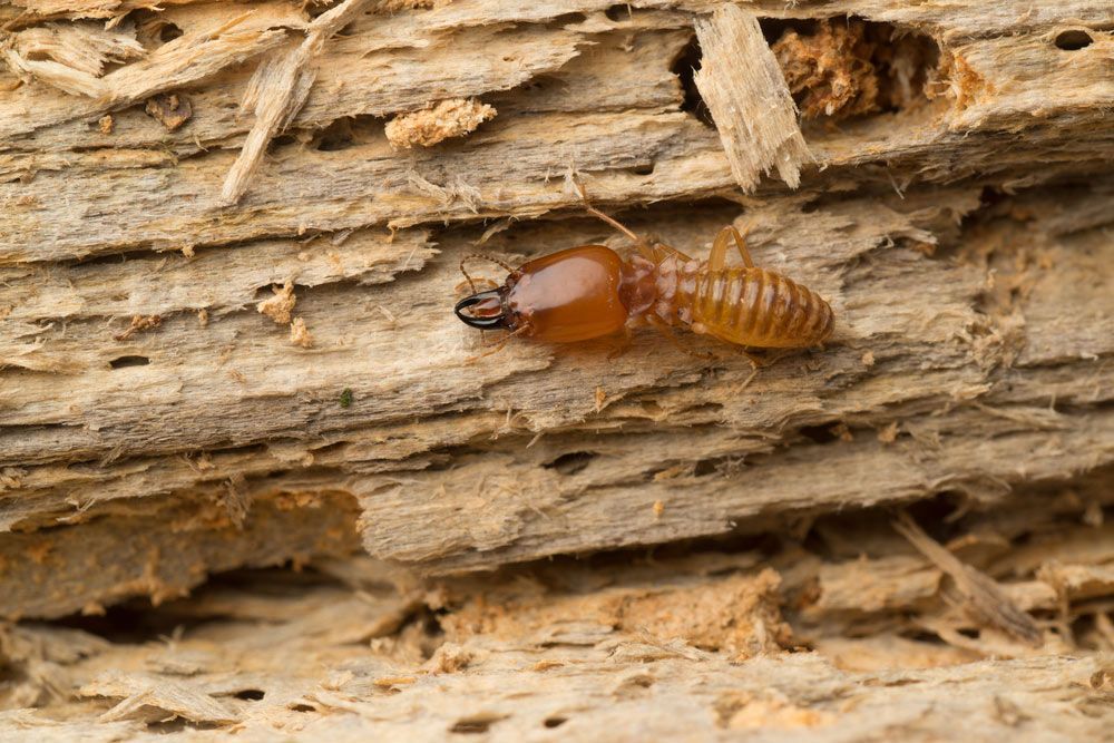 A Termite Is Crawling On A Piece Of Wood — ASAP Pest Control in Scenic Rim, QLD