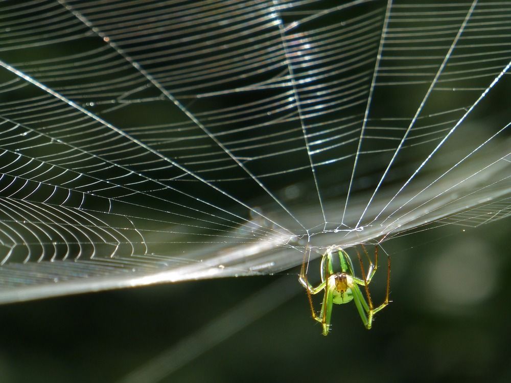 A Green Spider Is Hanging From A Spider Web — ASAP Pest Control in Pallara, QLD