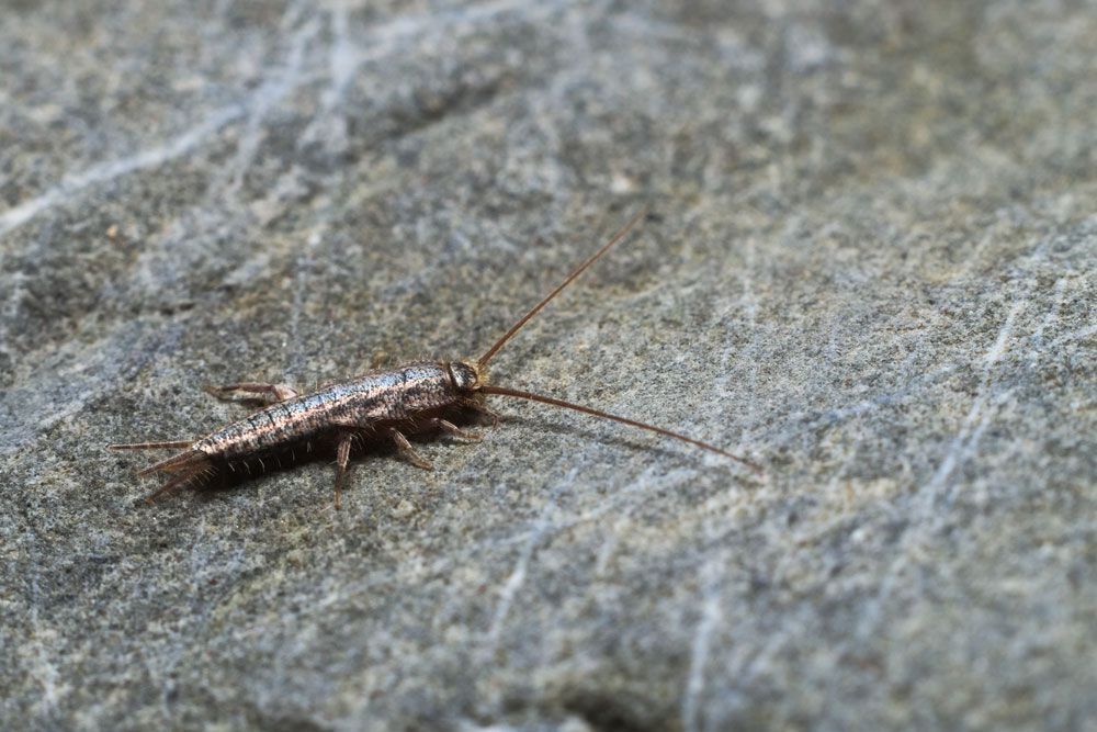A Close Up Of A Silverfish Crawling On A Rock — ASAP Pest Control in Rathdowney, QLD