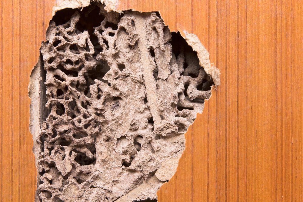 A Piece Of Termite Damage On A Wooden Surface — ASAP Pest Control In Scenic Rim, QLD