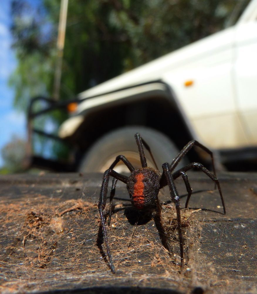 A Spider Is Sitting On A Rock In Front Of A White Car — ASAP Pest Control in Broadbeach Waters, QLD