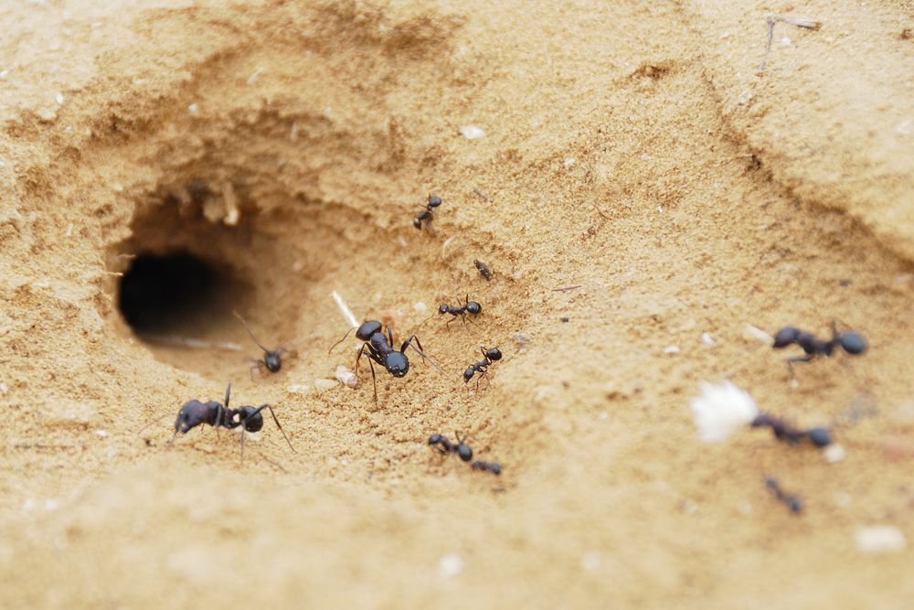 A Group Of Ants Are Crawling Out Of A Hole In The Sand — ASAP Pest Control in Currumbin, QLD
