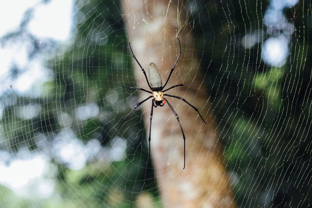 A Spider Is Hanging From A Tree Branch In A Web — ASAP Pest Control in Burleigh Heads, QLD