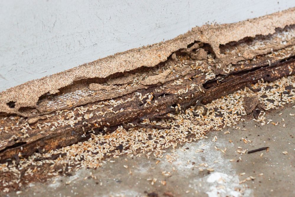 A Close Up Of A Piece Of Wood That Has Been Eaten By Termites — ASAP Pest Control in Currumbin, QLD