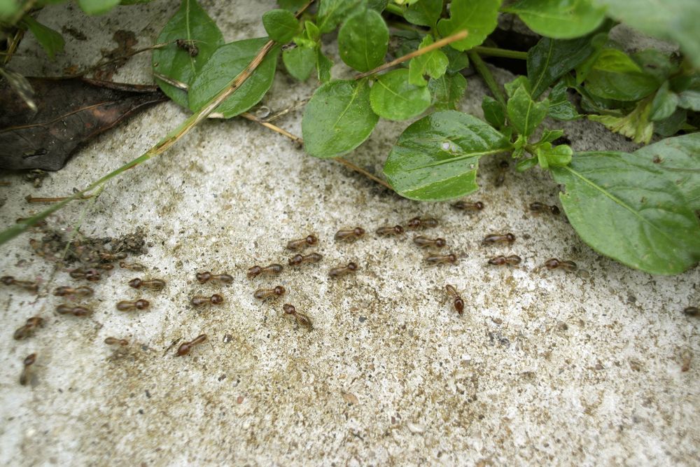 A Group Of Ants Are Crawling On A Pile Of Sand Next To A Plant — ASAP Pest Control in Coomera, QLD