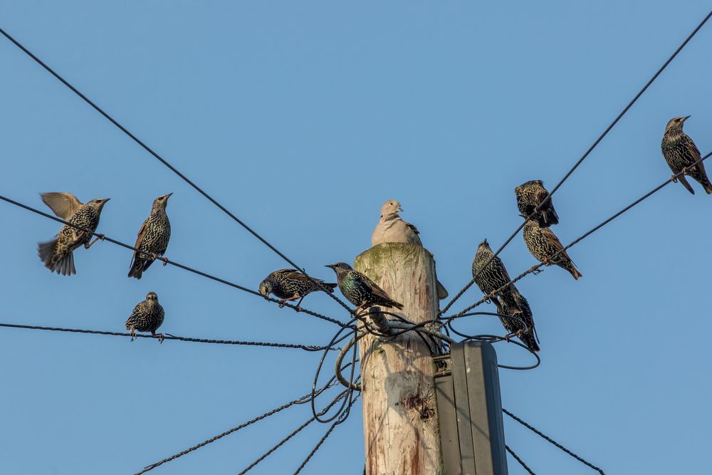 A Flock of Birds Perched on Top of A Power Pole — ASAP Pest Control in Brisbane South, QLD