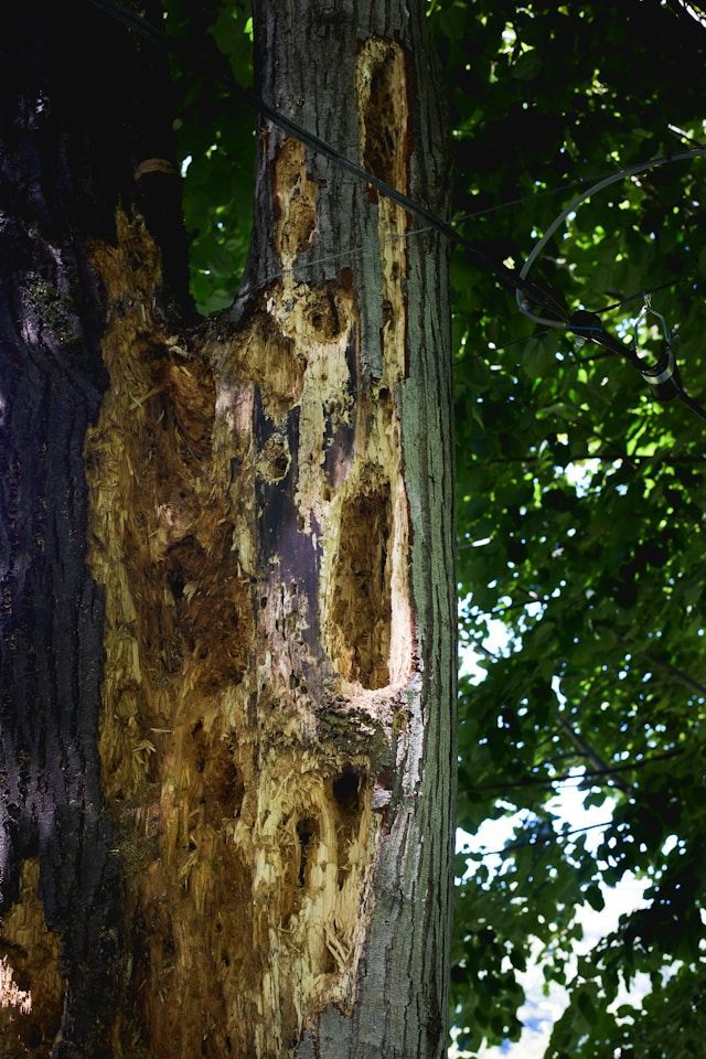 A Tree Trunk With Holes In It And Leaves — ASAP Pest Control in Logan, QLD