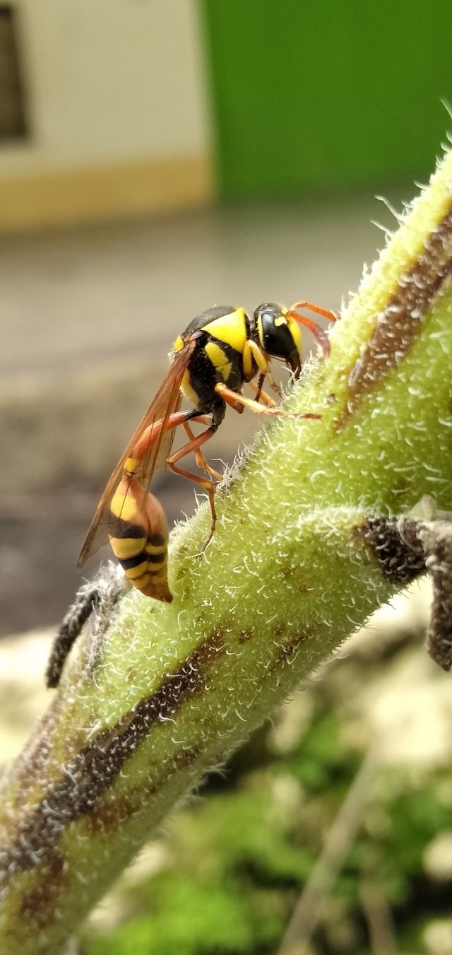 A Close Up Of A Wasp Sitting On A Plant Branch — ASAP Pest Control in Beaudesert, QLD