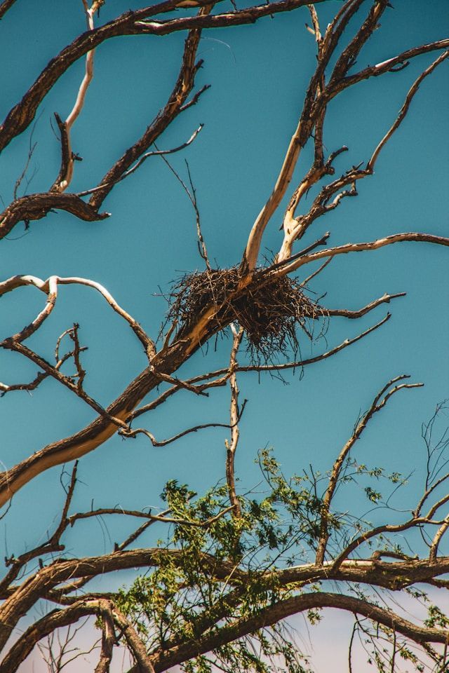 A Bird Nest Is Sitting On Top Of A Tree Branch — ASAP Pest Control in Ipswich, QLD