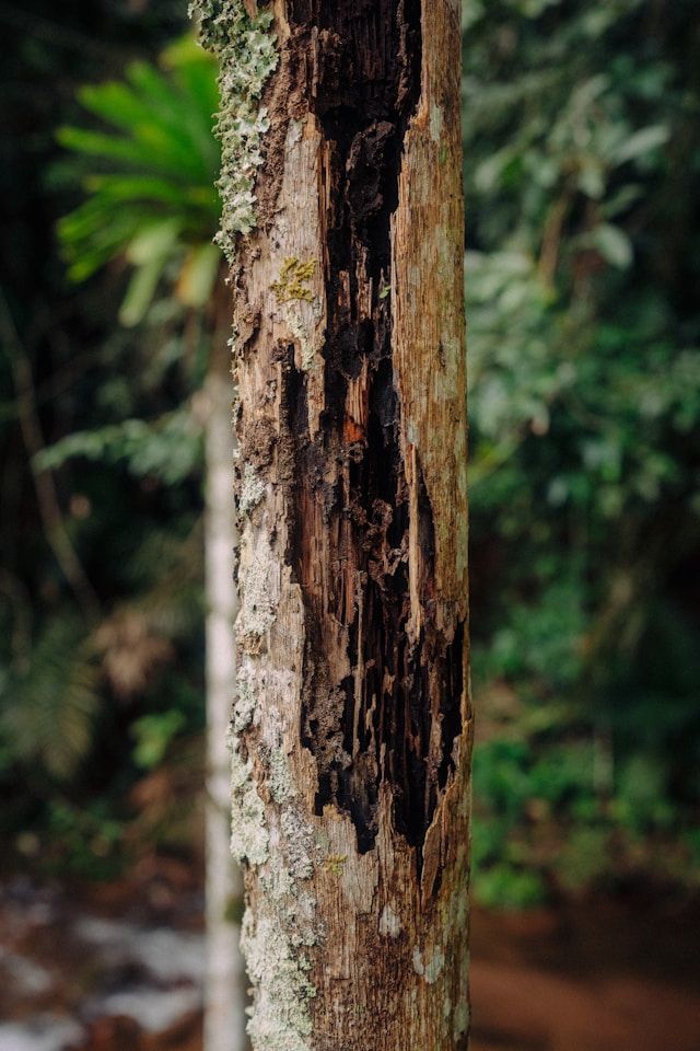 A Close Up Of A Tree Trunk With A Hole In It In The Woods — ASAP Pest Control in Norma Park, QLD