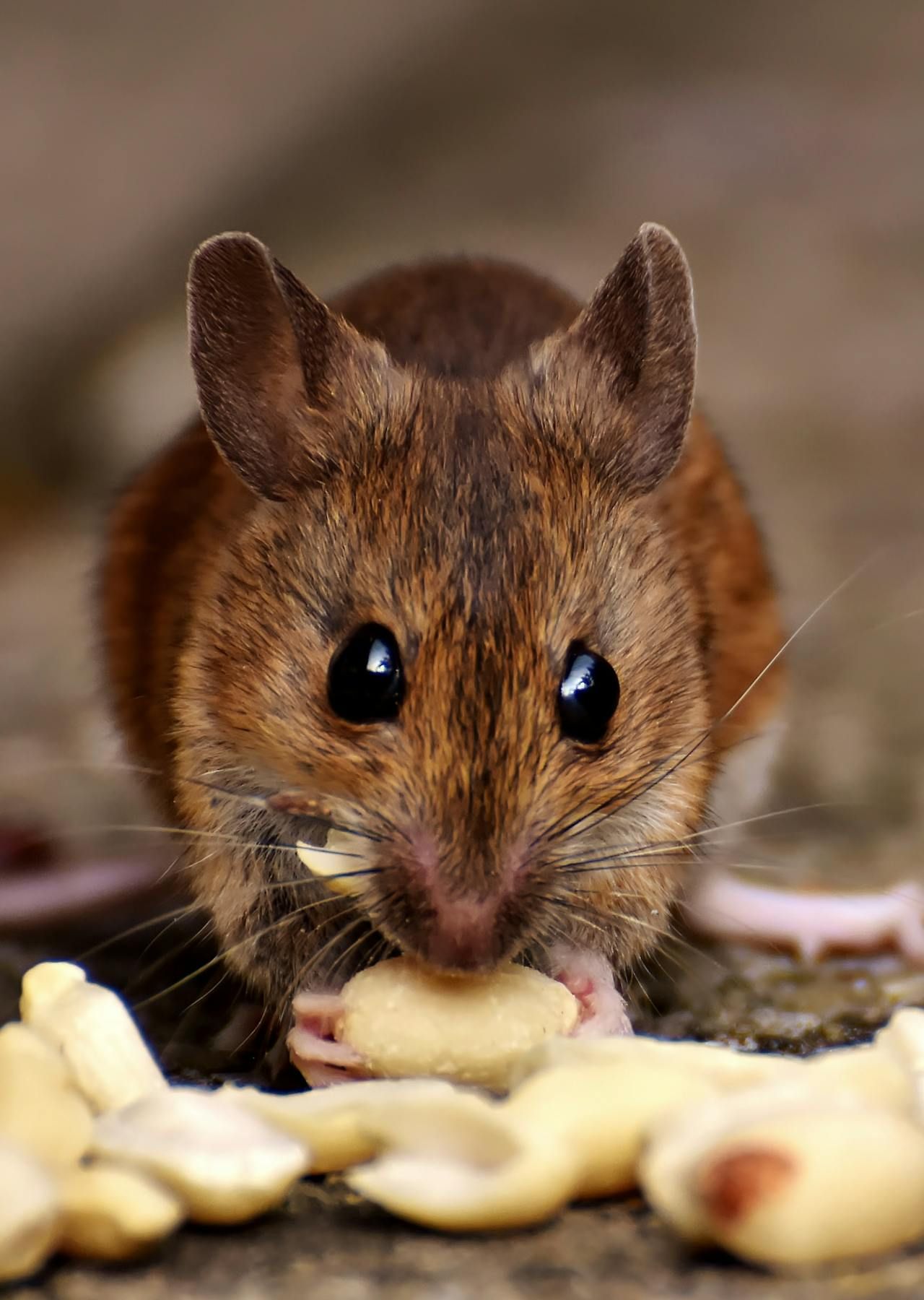 A Close Up Of A Mouse Eating Peanuts On A Table — ASAP Pest Control in Scenic Rim, QLD