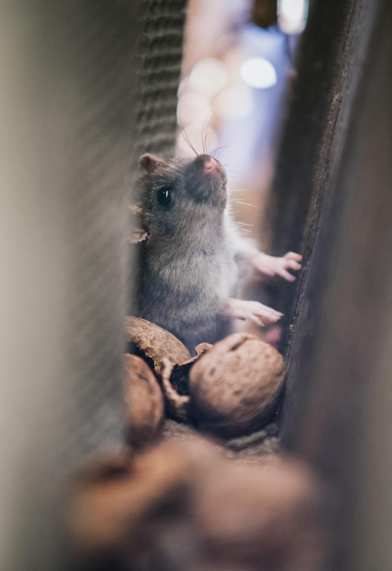 A Mouse Is Sitting On Top Of A Pile Of Walnuts — ASAP Pest Control in Rathdowney, QLD