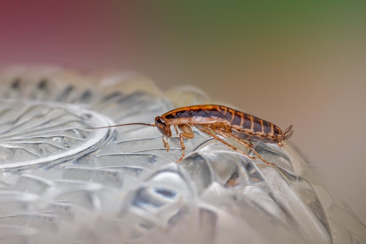 A Cockroach Is Sitting On Top Of A Glass Plate — ASAP Pest Control in Boonah, QLD