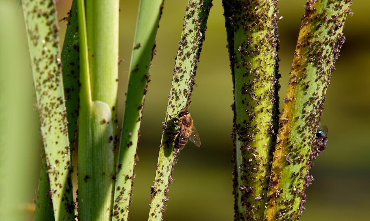 A Close Up Of A Plant With Aphids And A Bee On It — ASAP Pest Control in Ipswich, QLD