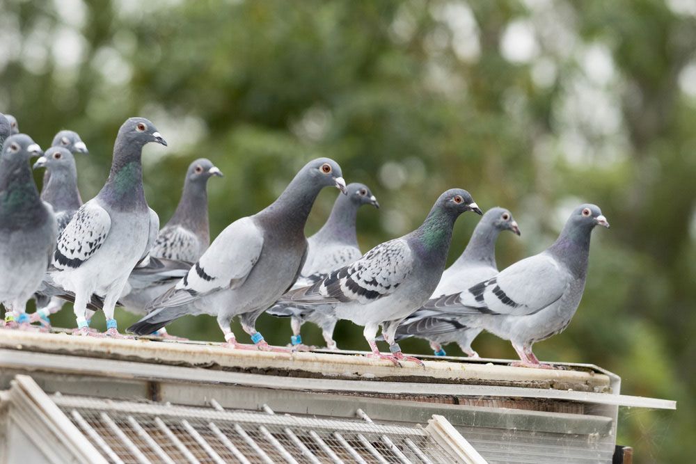 A Flock Of Pigeons Standing On Top Of A Cage — ASAP Pest Control in Gold Coast, QLD
