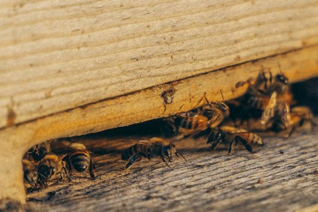 A Close Up Of A Beehive With Bees Coming Out Of It — ASAP Pest Control in Norma Park, QLD