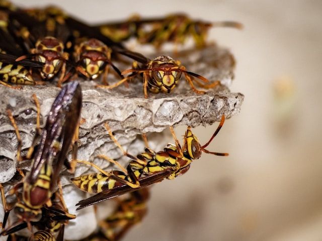 A Group Of Wasps Are Sitting On Top Of A Nest — ASAP Pest Control in Kuraby, QLD