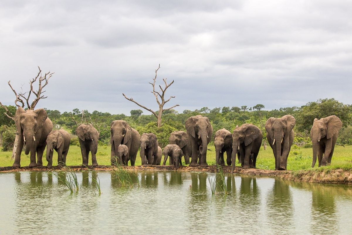 Southern Africa safari wildlife tour