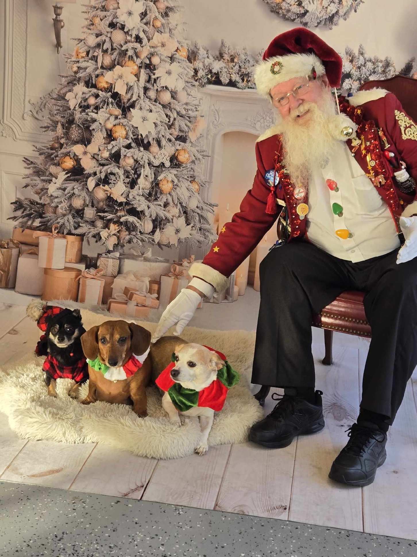 Santa claus is sitting in a chair with three dogs in front of a christmas tree.